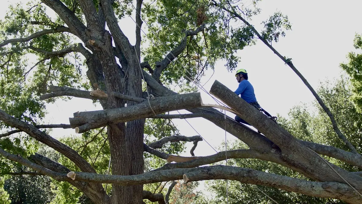 Professional Crown Thinning performed by certified arborists in Novelty