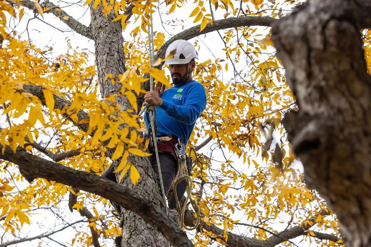 Skilled Tree Transplanting crew working in Novelty