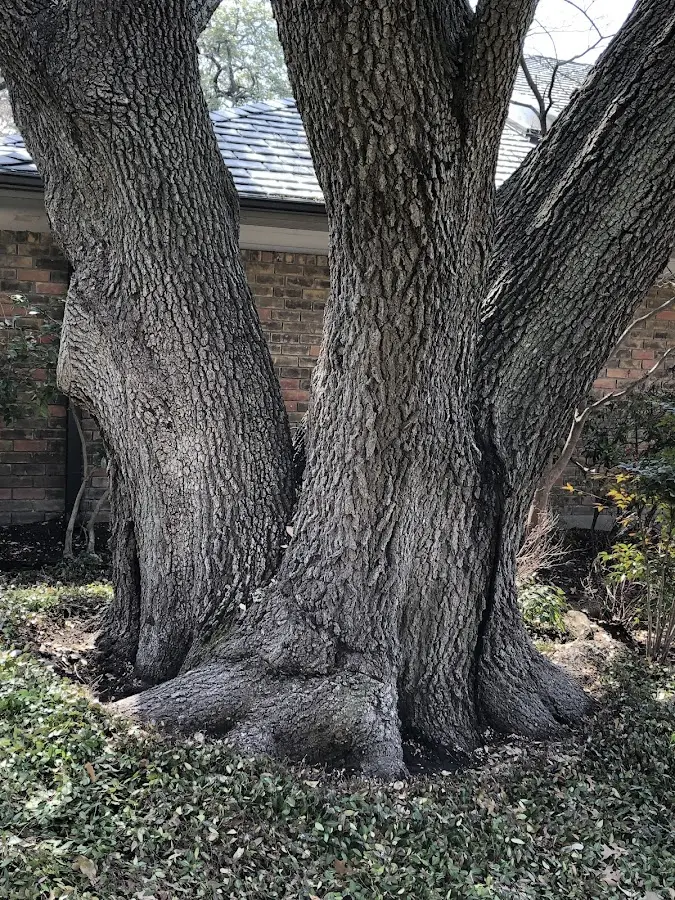 Mature heritage tree close to a Novelty property cared for by certified arborists